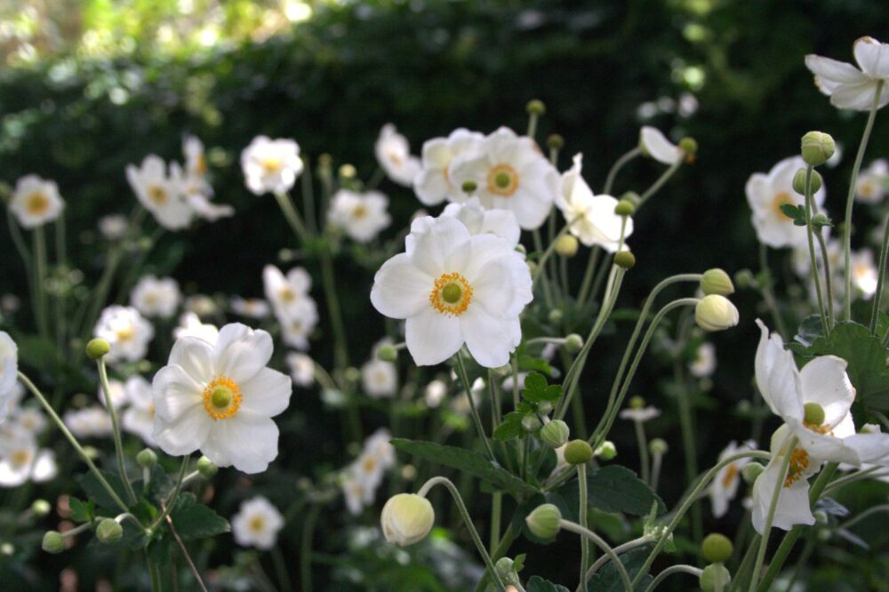 Anemone x hybrida ‘Honorine Jobert’ - Image 2