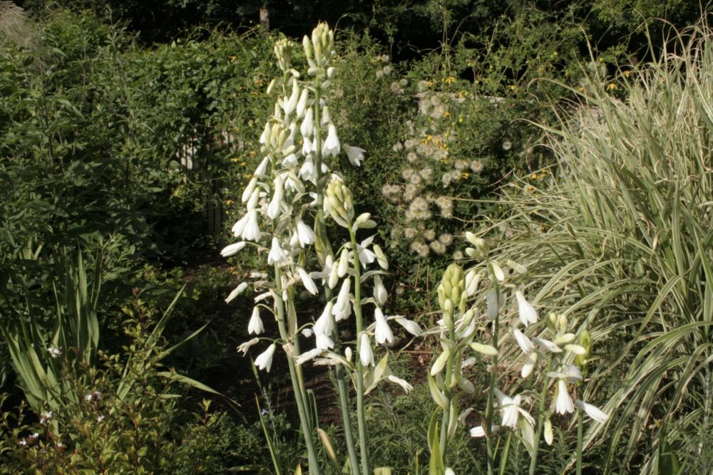 Galtonia candicans - Image 2