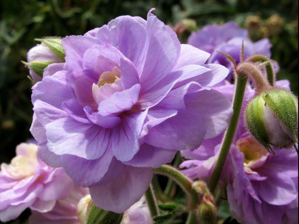 Geranium pratense ‘Summer Skies’ - Image 2