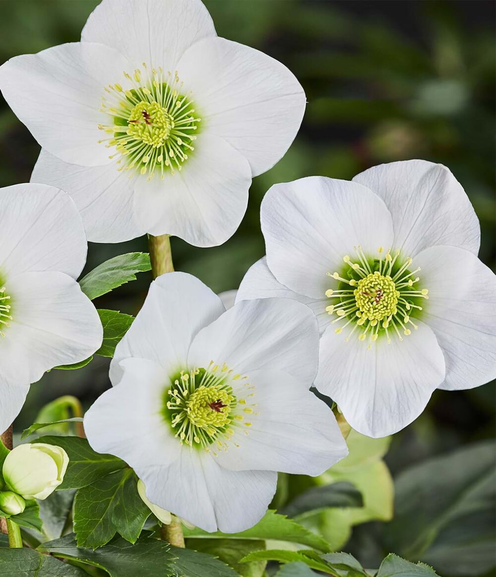 Helleborus x lemperii 'Winter Ballet Lisann'