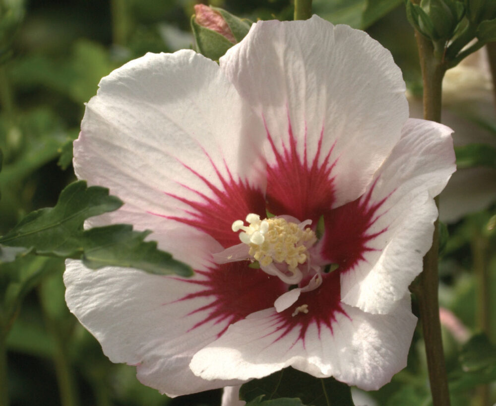 Hibiscus syriacus ‘Red Ensign’