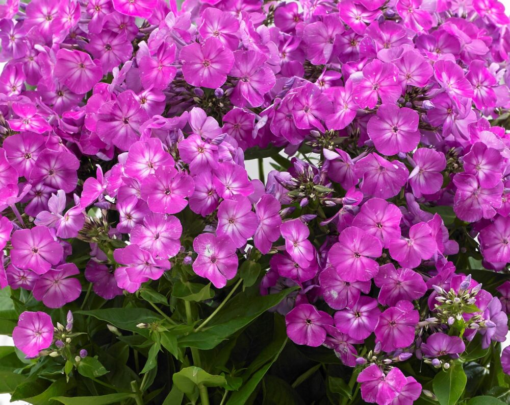 Phlox paniculata ‘Famous Purple’