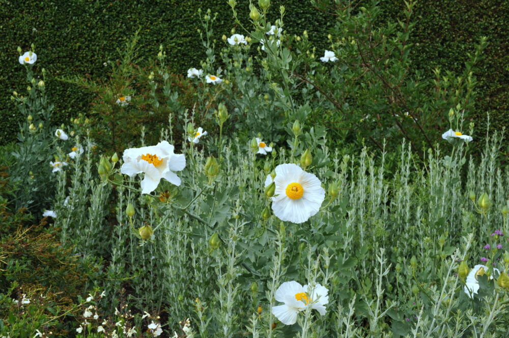 Romneya coulteri - Image 2