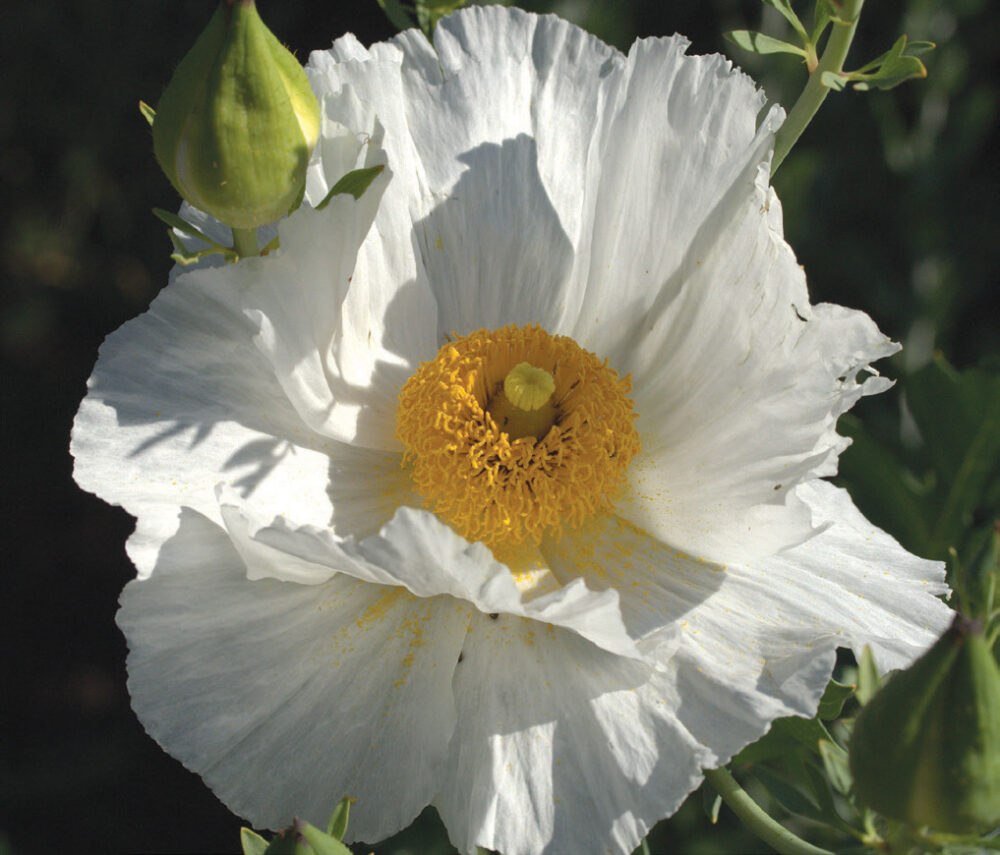 Romneya coulteri