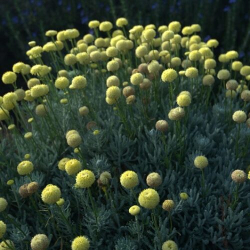 Alternative view of Santolina benthamiana