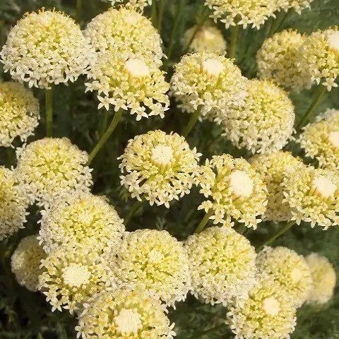 Santolina benthamiana