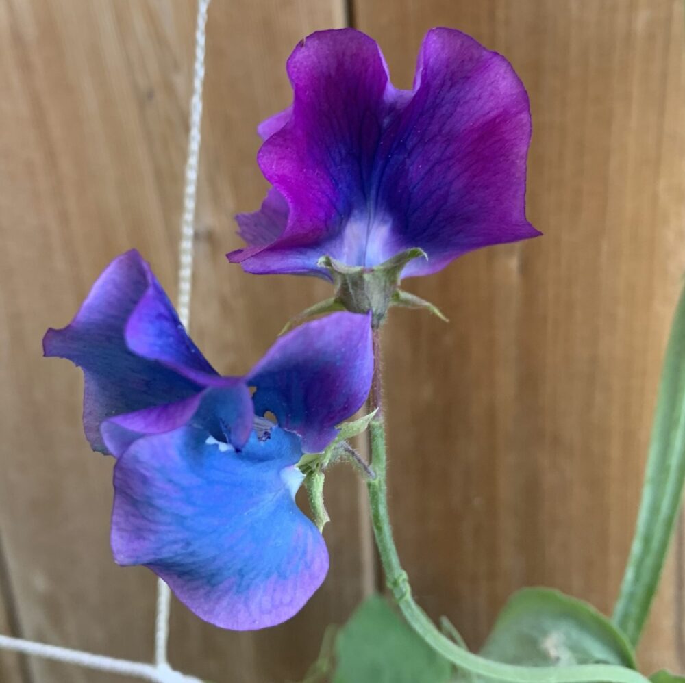 Sweetpea ‘Blue Shift’ (Lathyrus odoratus) - Image 2