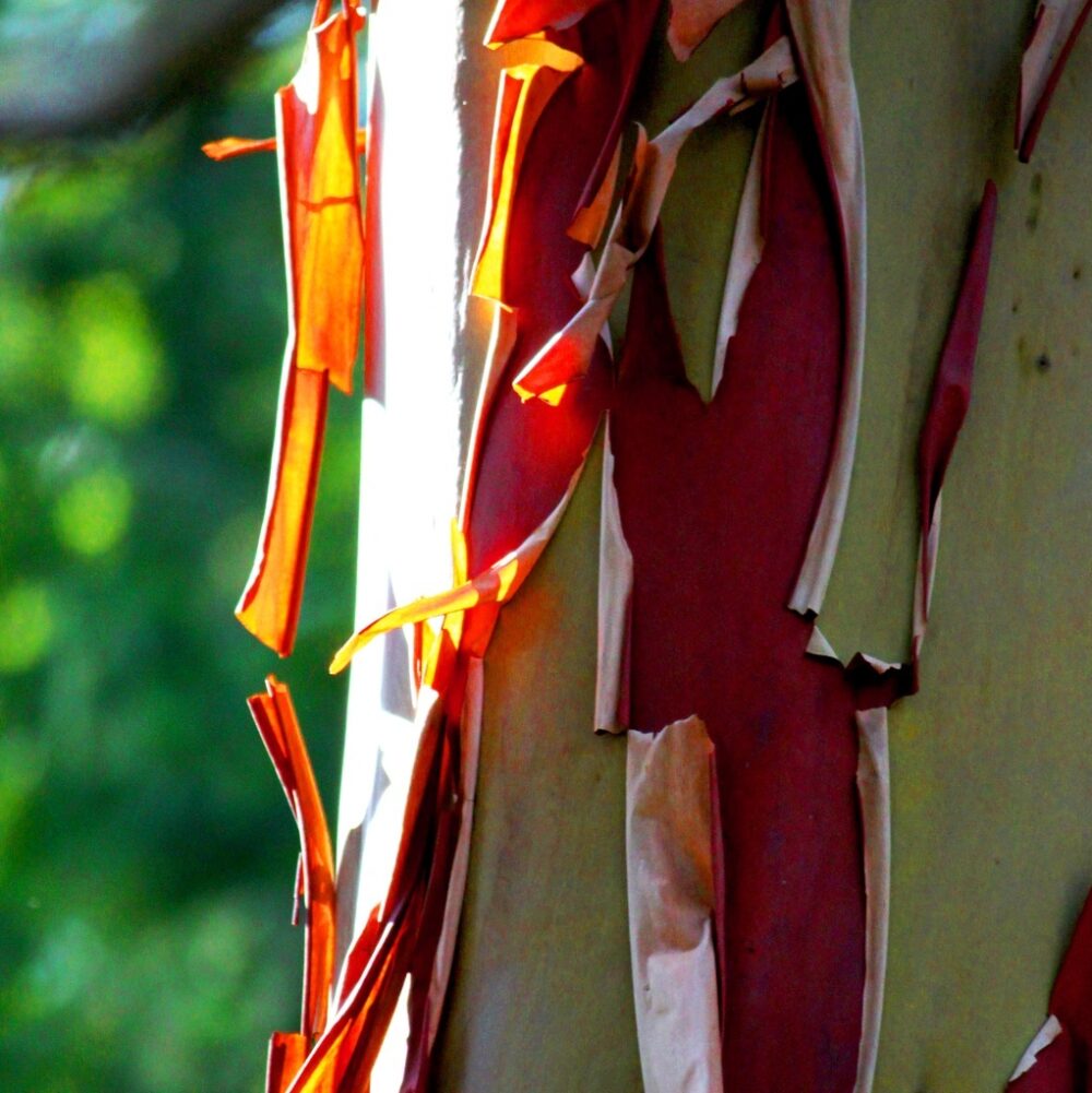 Arbutus canariensis - Image 2