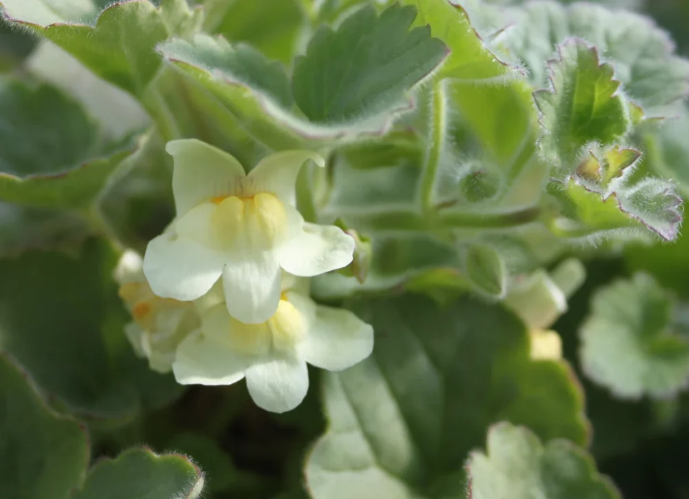 Asarina procumbens