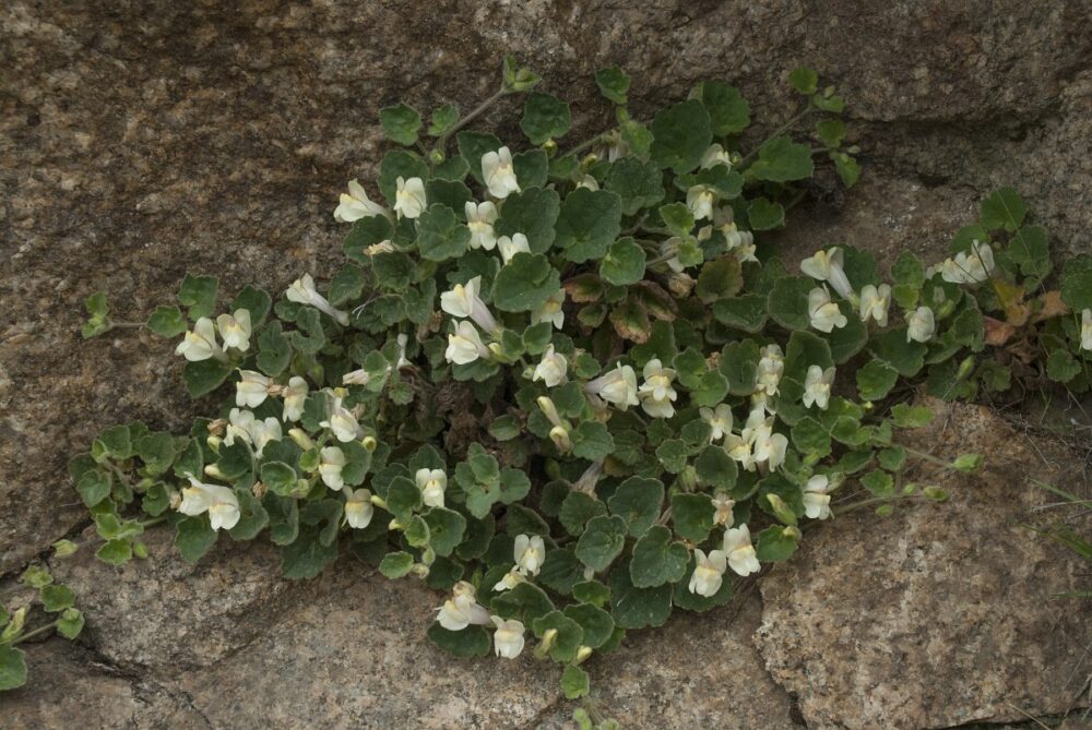 Asarina procumbens - Image 2