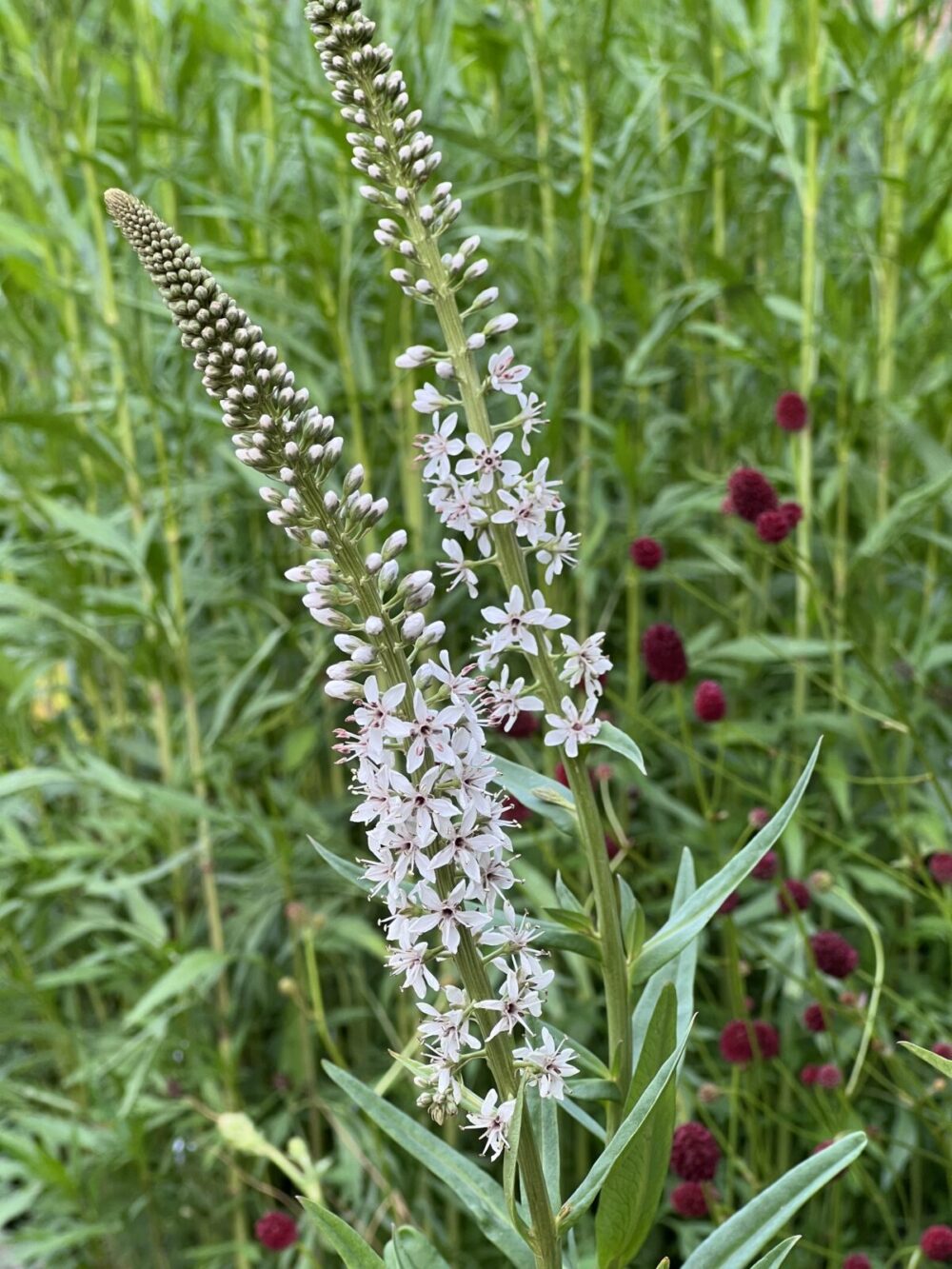 Lysimachia ephemerum - Image 2