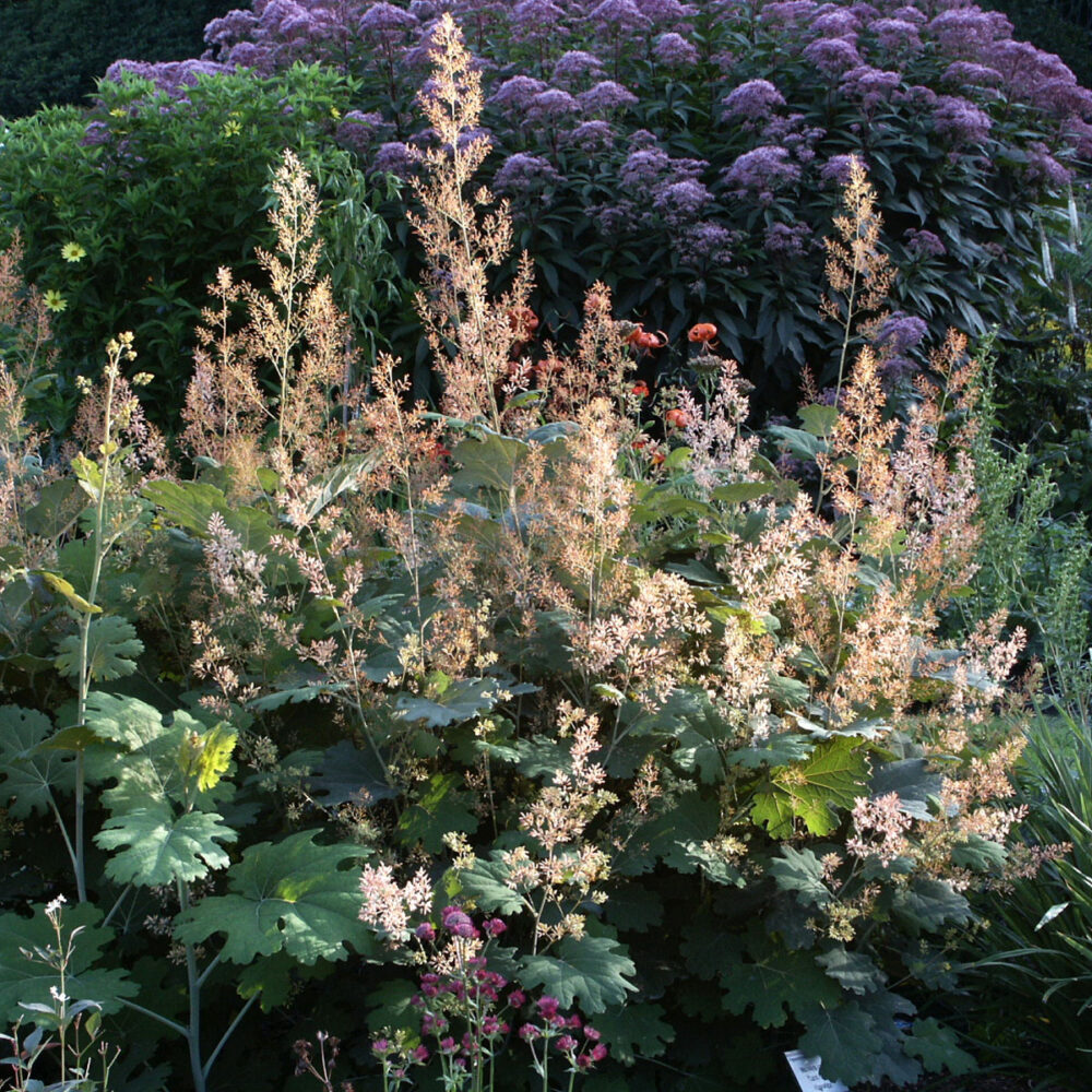 Macleaya cordata - Image 2