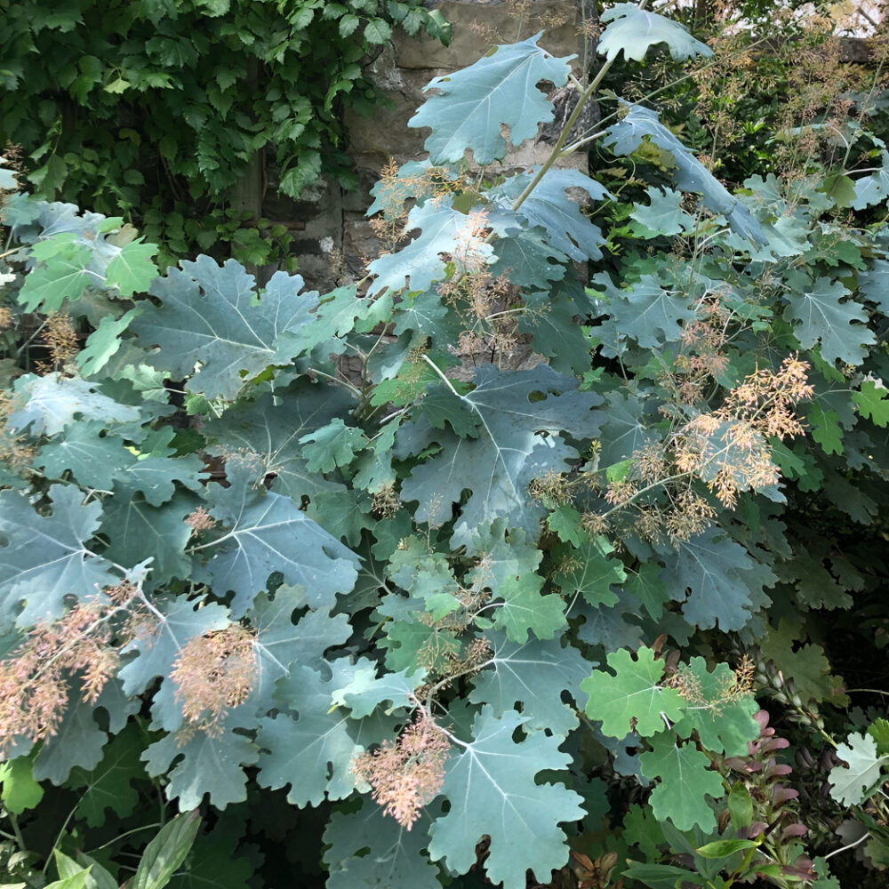 Macleaya cordata