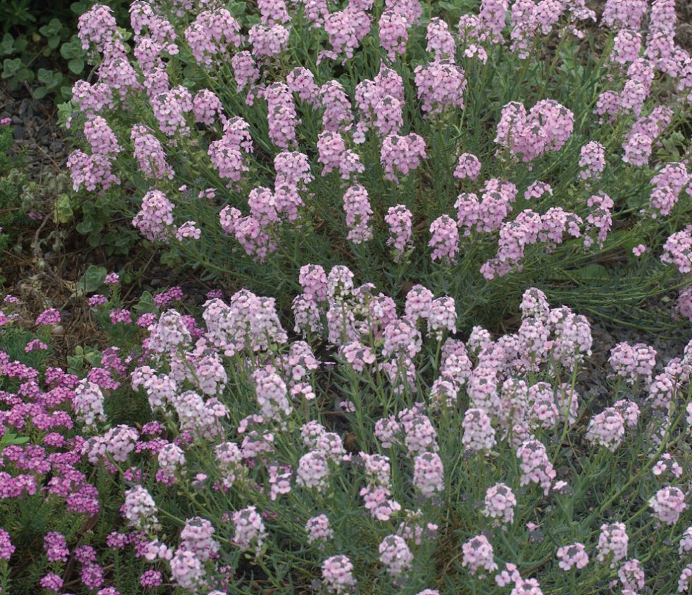 Aethionema grandiflora - Image 2