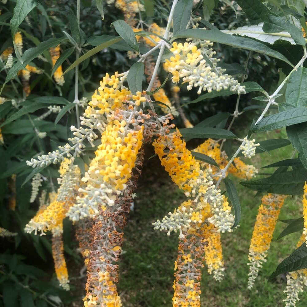 Buddleja madagascariensis x asiatica ‘Wattlebird’