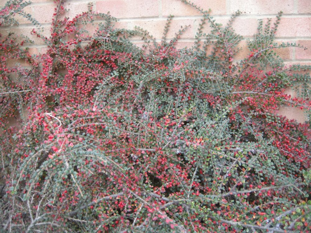 Cotoneaster horizontalis