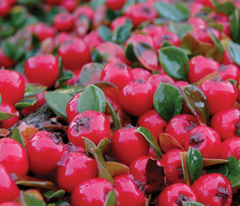 Cotoneaster horizontalis - Image 2