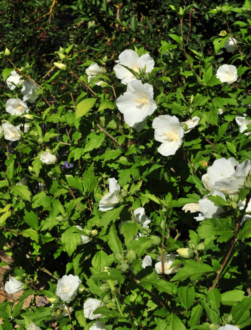 Hibiscus syriacus ‘Single White’ - Image 2