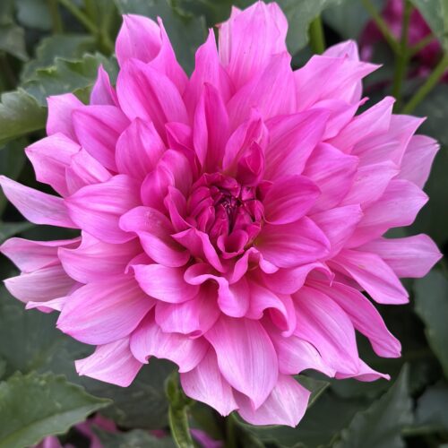 Dahlia 'Inca Rose'