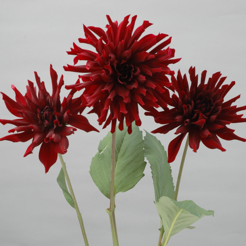 Dahlia 'Kokuchou'