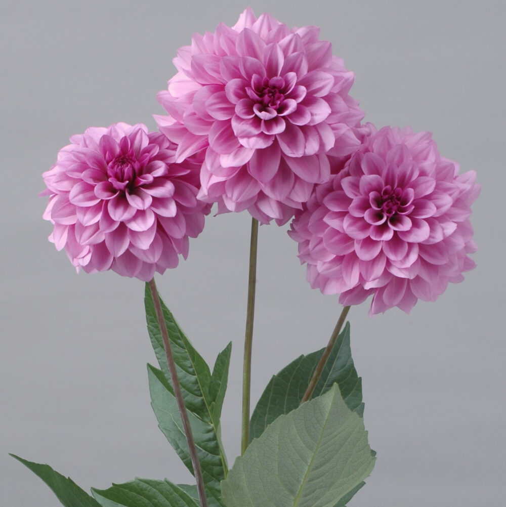 Dahlia 'Moon Stone'