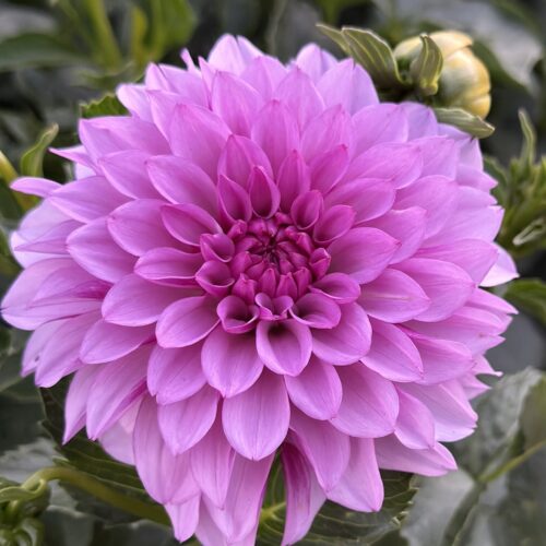 Dahlia 'Moon Stone'