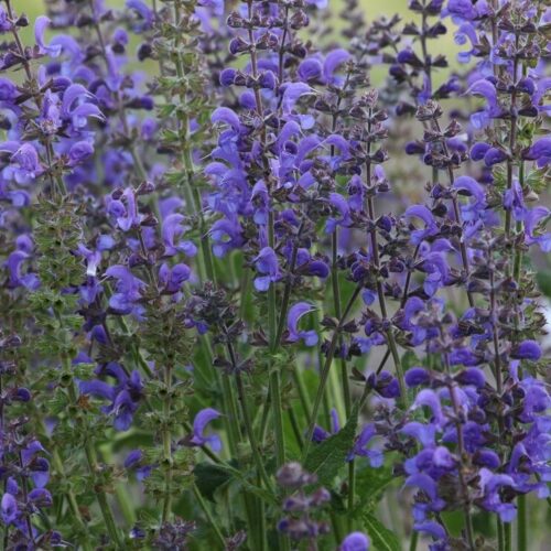 Alternative view of Salvia pratensis 'Twilight Serenade'