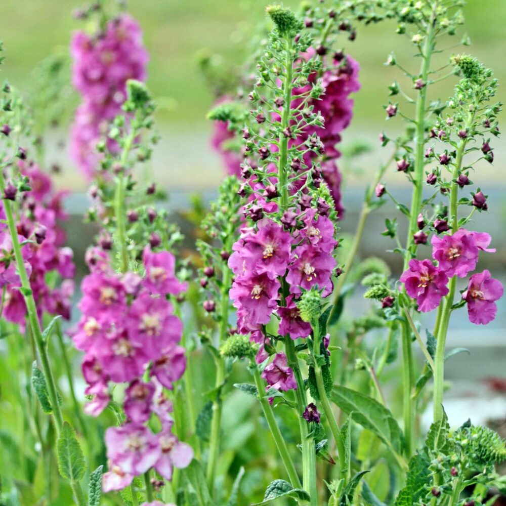 Verbascum phoeniceum ‘Rosetta’