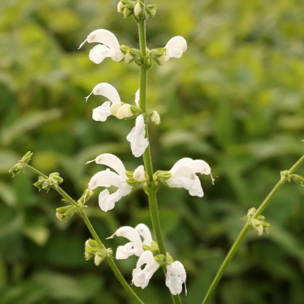 Salvia pratensis 'Swan Lake'