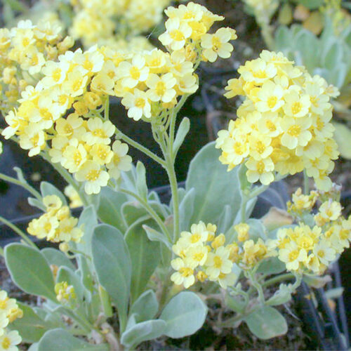 Aurinia saxatilis 'Sulphureum'