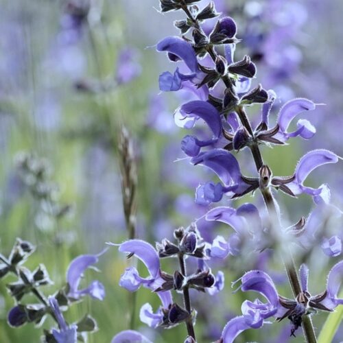 Salvia pratensis 'Sky Dance'