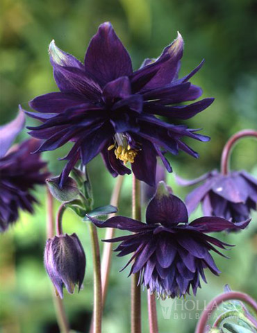 Aquilegia vulgaris 'Black Barlow'