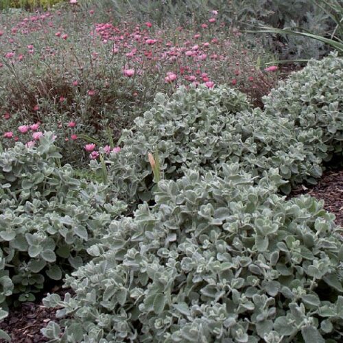 Ballota pseudodictamnus ‘Nana’