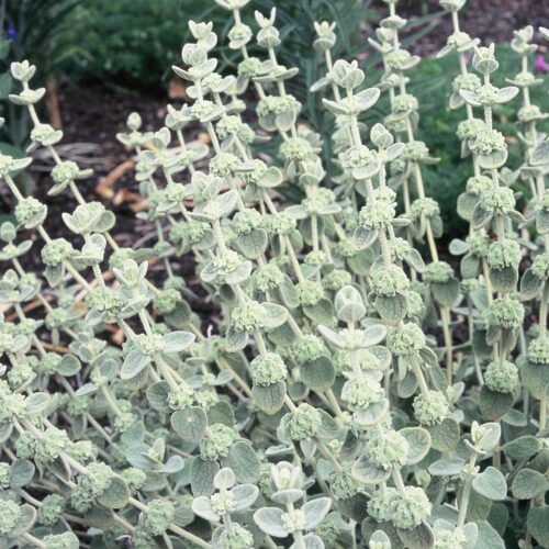 Alternative view of Ballota pseudodictamnus ‘Nana’