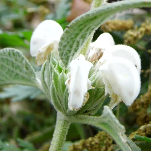 Phlomis purpurea 'Alba'