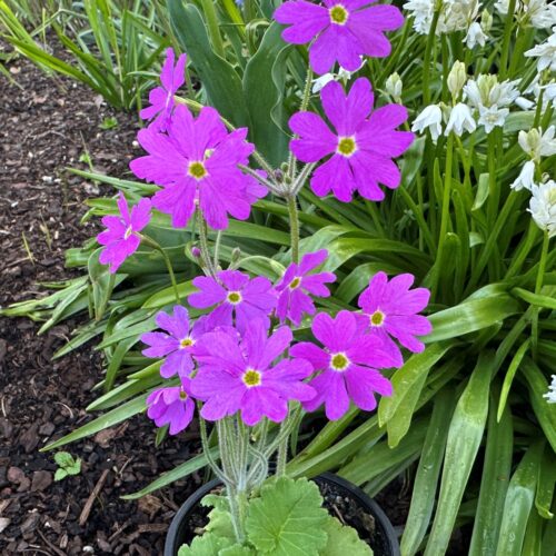 Primula cortusioides