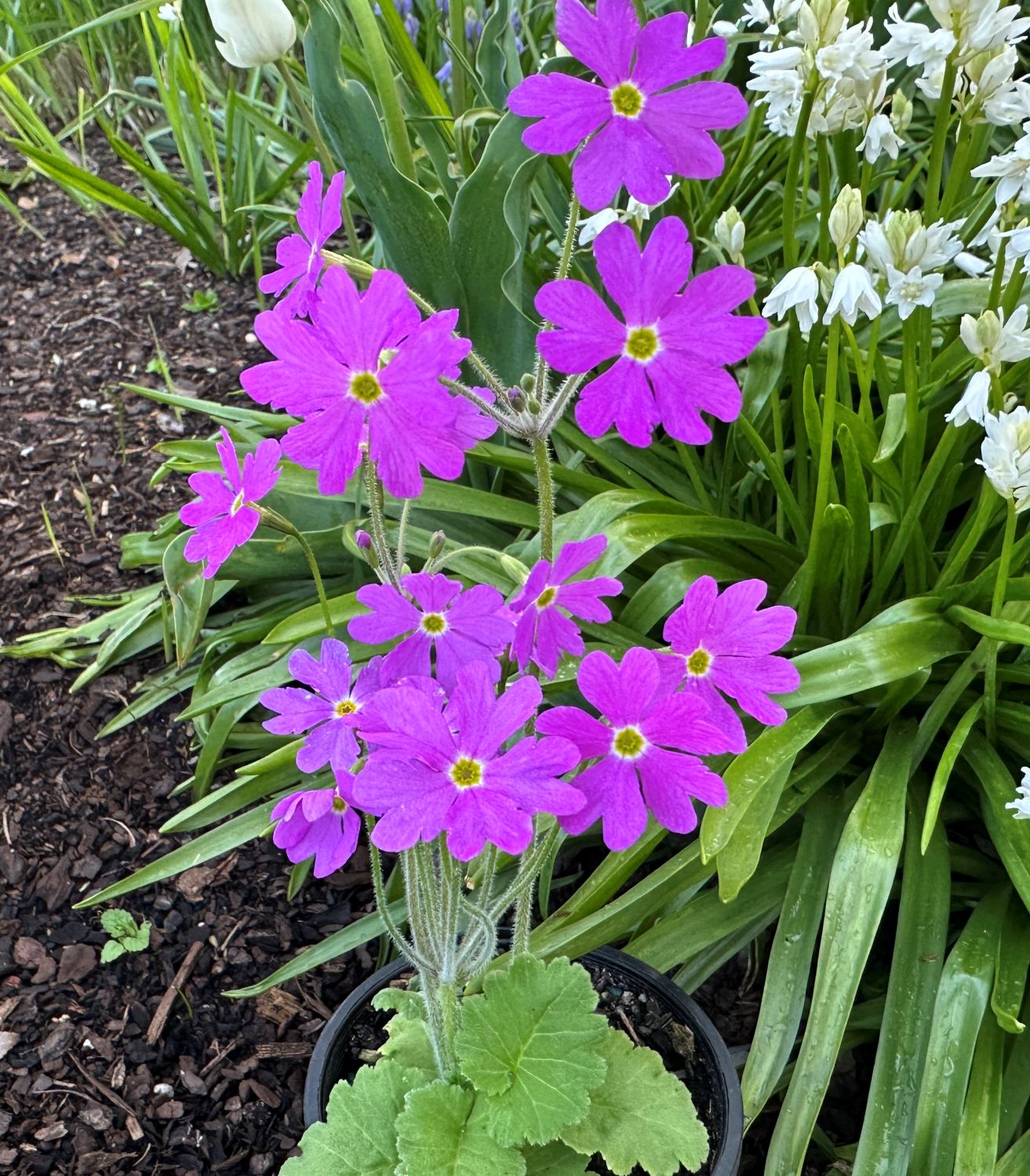 Primula cortusioides