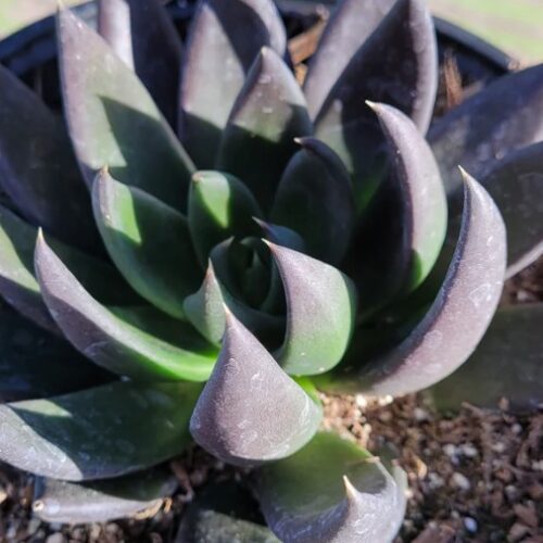 Alternative view of Echeveria affinis ‘Black Knight’