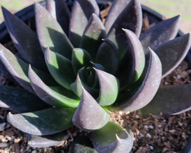 Echeveria affinis ‘Black Knight’ - Image 2