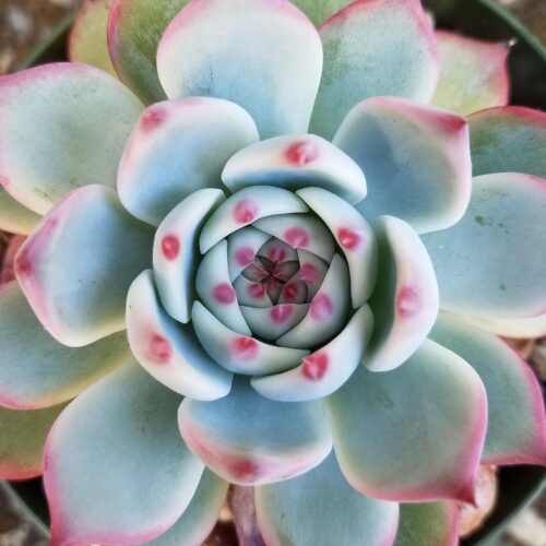 Echeveria colorata