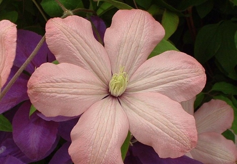 Clematis ‘Ai-Nor’