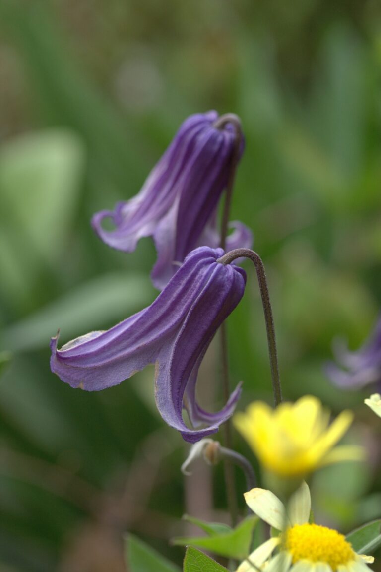 Clematis integrifolia ‘Rooguchi’ - Lambley Nursery