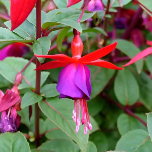 Fuchsia ‘Electric Lights’