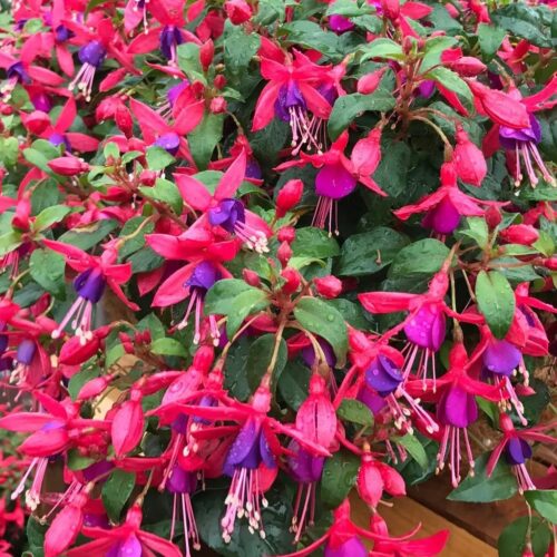 Alternative view of Fuchsia ‘Electric Lights’