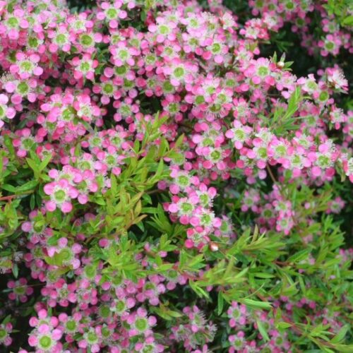 Leptospermum ‘Aphrodite’