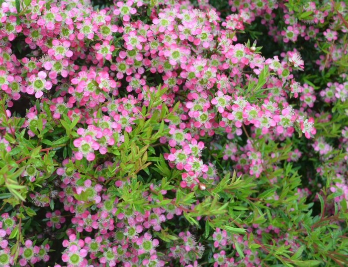 Leptospermum ‘Aphrodite’
