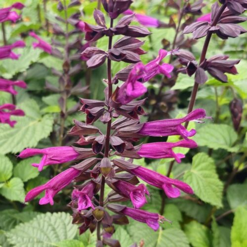 Salvia guaranitica ‘Plum Crazy’