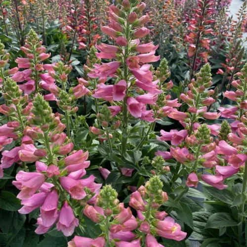 Alternative view of Digiplexis ‘Flamingo’