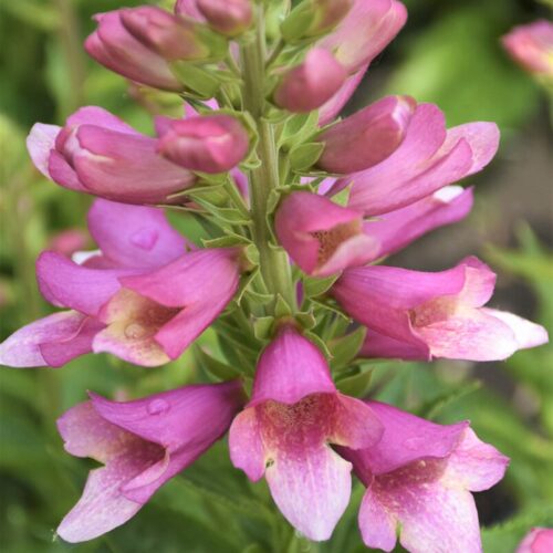 Digiplexis ‘Flamingo’