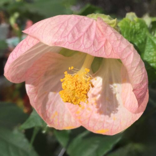 Abutilon x hybridum ‘Pink Clouds’